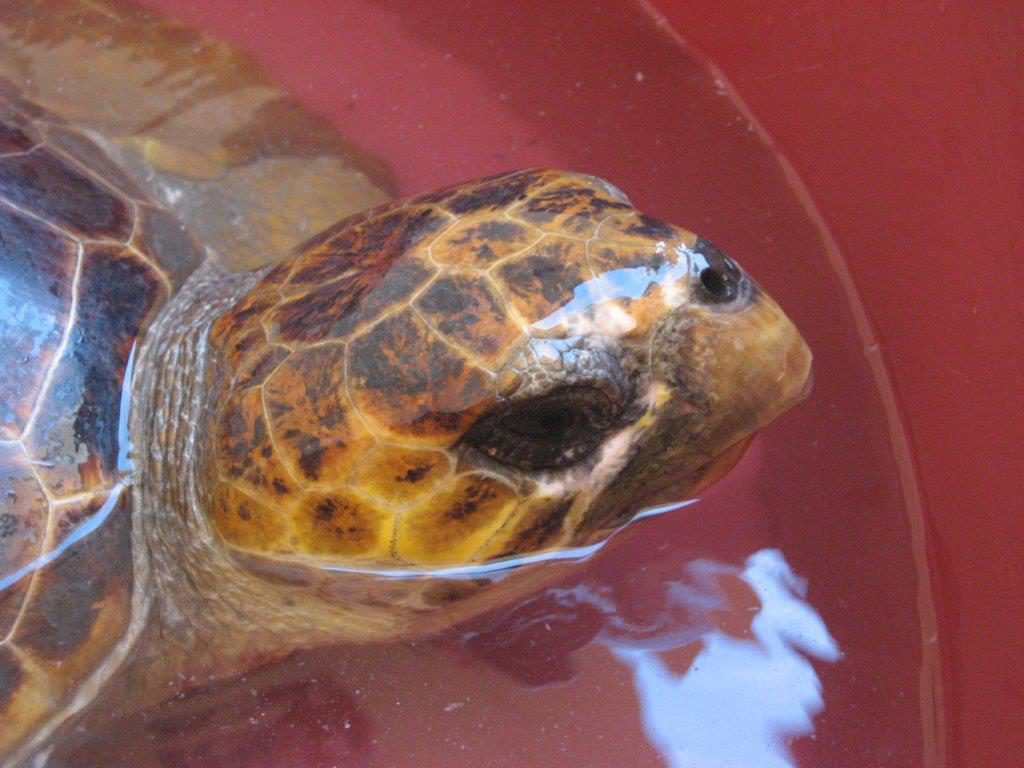 Caretta recuperata